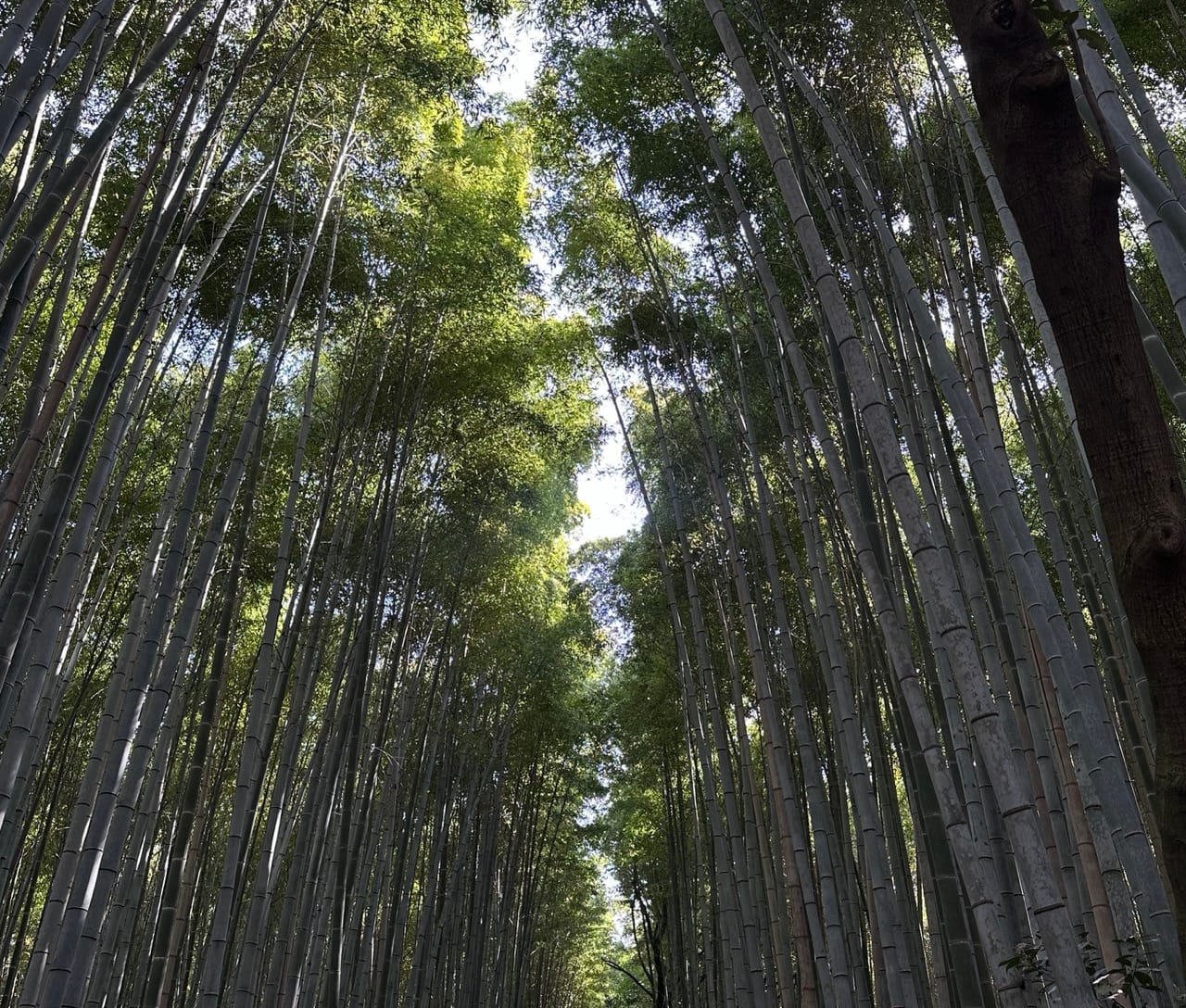 Resilience: Mastering life’s storms with the bamboo strategy